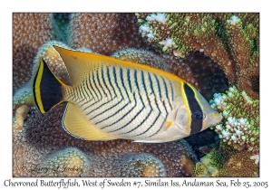 Chevroned Butterflyfish