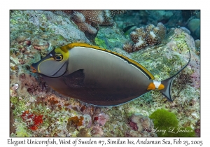 Elegant Unicornfish