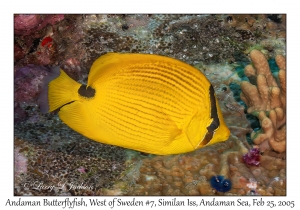 Andaman Butterflyfish