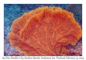 Sea Fan