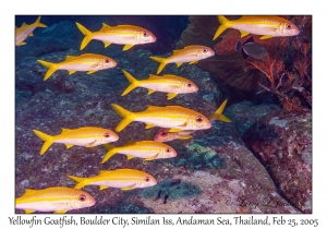 Yellowfin Goatfish