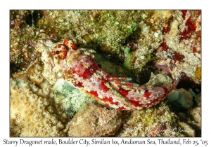 Starry Dragonet male