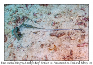 Blue-spotted Stingray