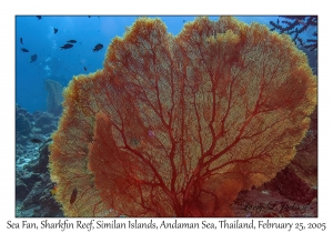 Sea Fan