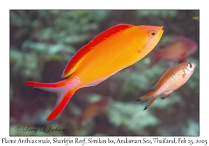 Flame Anthias male