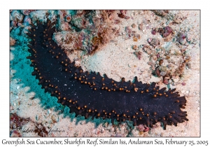 Greenfish Sea Cucumber