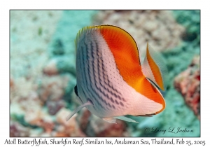 Atoll Butterflyfish