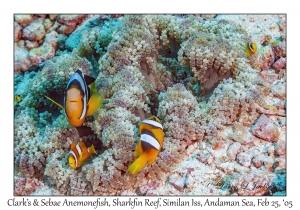 Clark's & Sebae Anemonefish