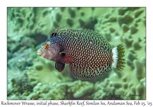 Rockmover Wrasse