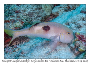 Sidespot Goatfish