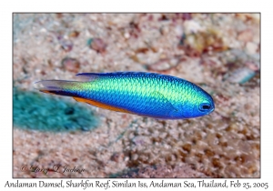 Andaman Damsel