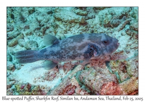 Blue-spotted Puffer