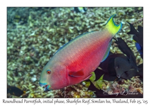 Roundhead Parrotfish