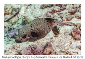 Blackspotted Puffer