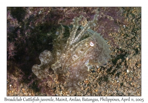Broadclub Cuttlefish juvenile