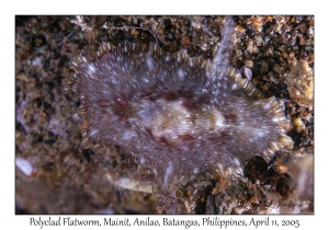 Polyclad Flatworm