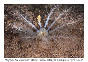 Magnum Sea Cucumber