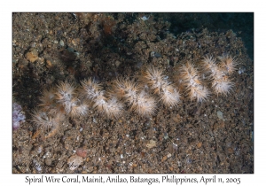 Spiral Wire Coral