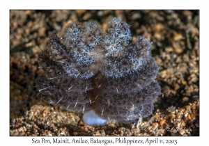 Sea Pen