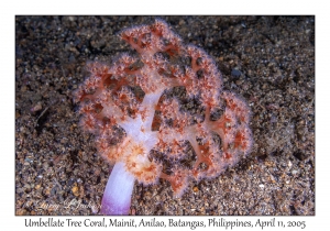 Umbellate Tree Coral