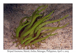 Striped Anemone