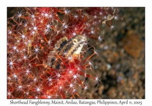 Shorthead Fangblenny