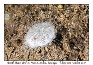 Hearth Heart Urchin