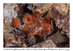 Lembeh Frogfish juvenile