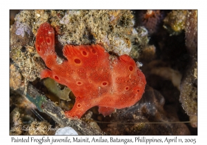 Painted Frogfish juvenile