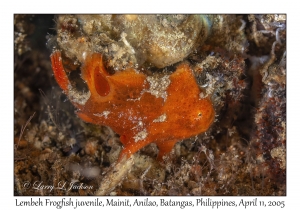 Lembeh Frogfish juvenile