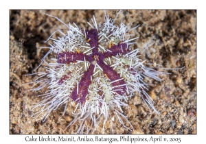 Cake Urchin