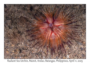 Radiant Sea Urchin