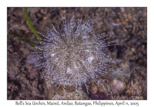 Bell's Sea Urchin