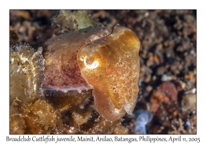 Broadclub Cuttlefish juvenile