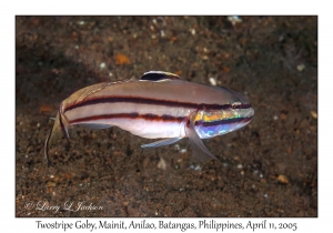 Twostripe Goby