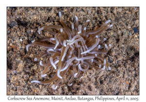 Corkscrew Sea Anemone