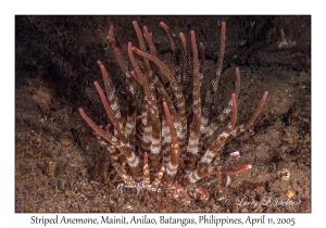 Striped Anemone