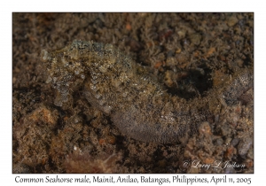 Common Seahorse male