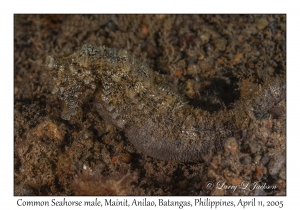 Common Seahorse male