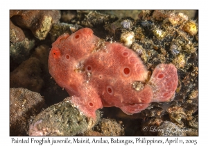 Painted Frogfish juvenile