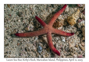 Luzon Sea Star