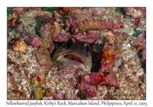 Yellowbarred Jawfish