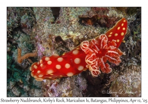 Strawberry Nudibranch