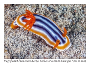 Magnificent Chromodoris