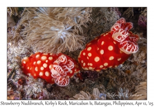 Strawberry Nudibranchs