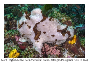 Giant Frogfish