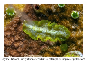 Cryptic Flatworm