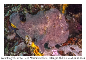 Giant Frogfish