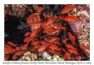 Scalefin Anthias females