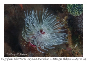Magnificent Tube Worm